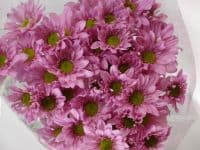 Pom Daisy Reagan Pink