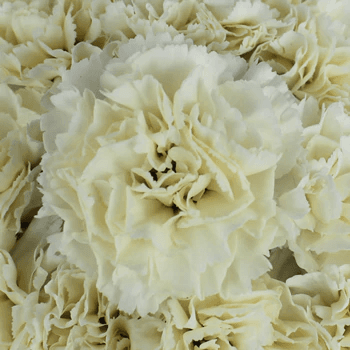 Carnation Caramelo Vintage Cream Fancy