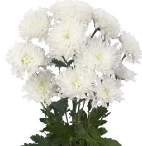 Pom Nov Einstein White