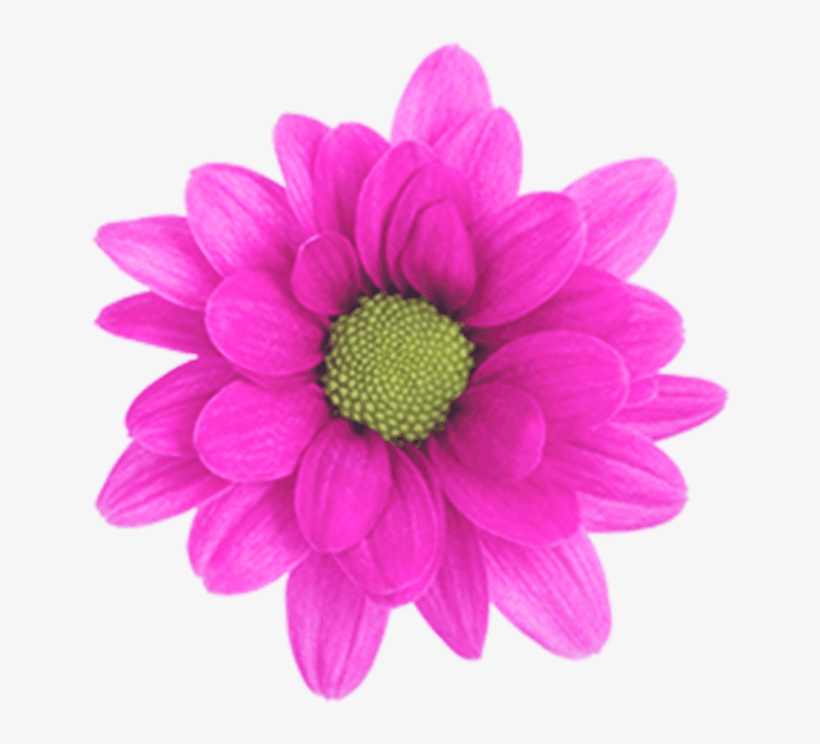 Pom Daisy Memphis Purple