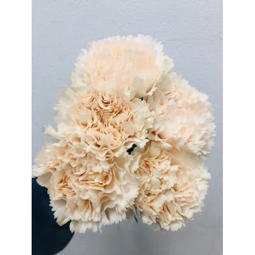 Carnation Brut Lt Peach Select