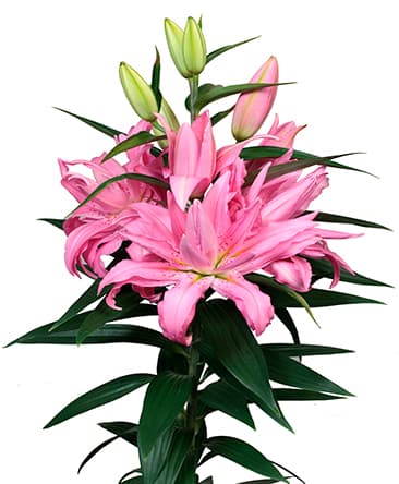 Lily Ori Double Diantha Pink 3/5bl