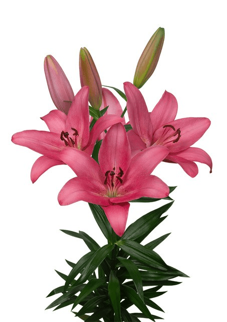 Lily La Hyb Sentosa Pink 3/5bl
