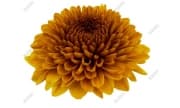Mum Disbud Button Paladov Orange