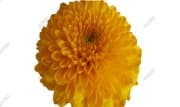 Mum Disbud Button Paladov Yellow