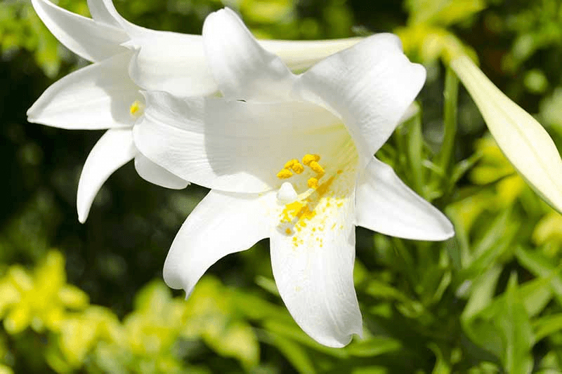 Lily Ori Big News White 3/5bl