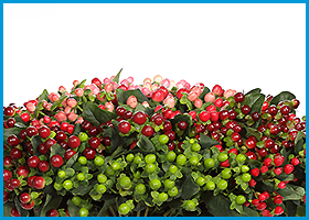 Hypericum Coco Asst 60cm