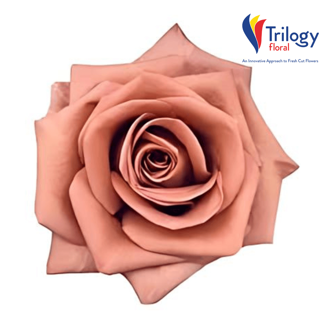 Rose Barista Brown 50/60cm