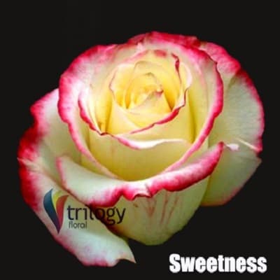 Rose Sweetness Bi-col Pink 60cm