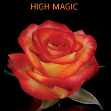 Rose High Magic Bi-col Yel 50cm