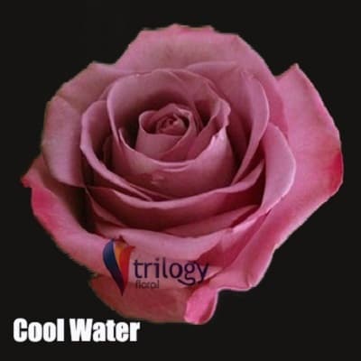 Rose Cool Water Lavander 60cm