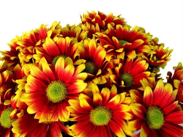 Pom Daisy Kadanz Bi-col