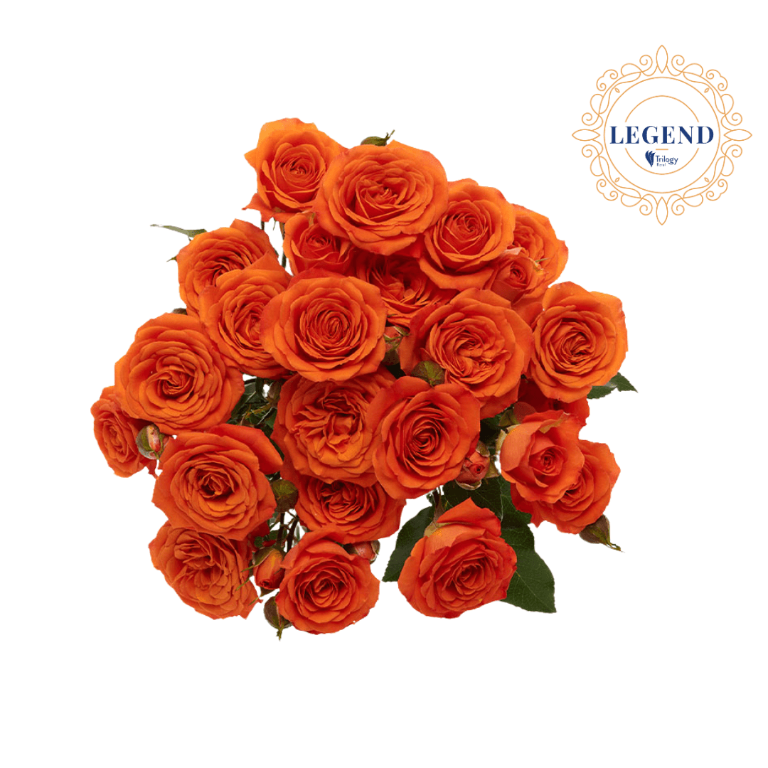 Rose Spray Legend Babe Orange 60 Cm