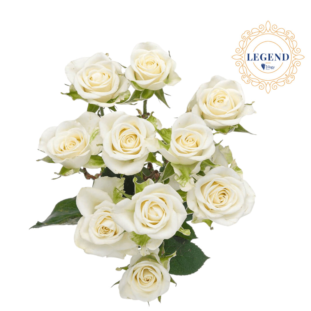 Rose Spray Legend Snowflake White 40cm