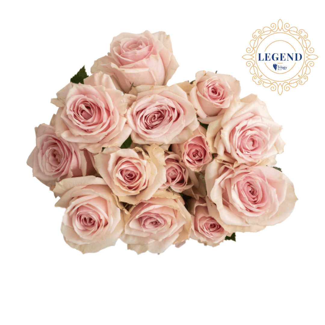 Rose Spray Legend Star Blush Pink 50 Cm