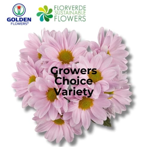 Daisy (dapk) Pink 75cm