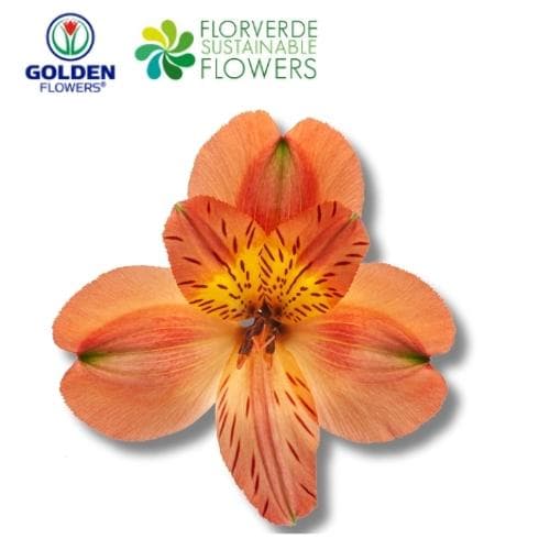 ALSTRO ORANGE PARTY (A1OR) SELECT