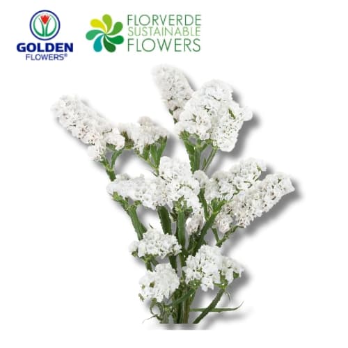 Statice (sawh) White 65cm