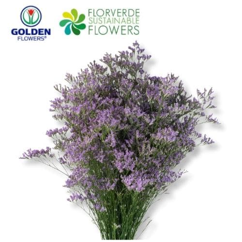 LIMONIUM BLUE SKY LIGHT (LMK0) 80CM