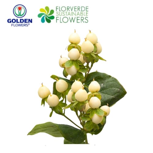 HYPERICUM WHITE (U6WH) 60CM