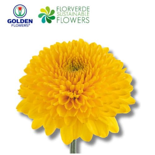 Mum Ball Paladov Sunny (mwyw) Yellow 60cm