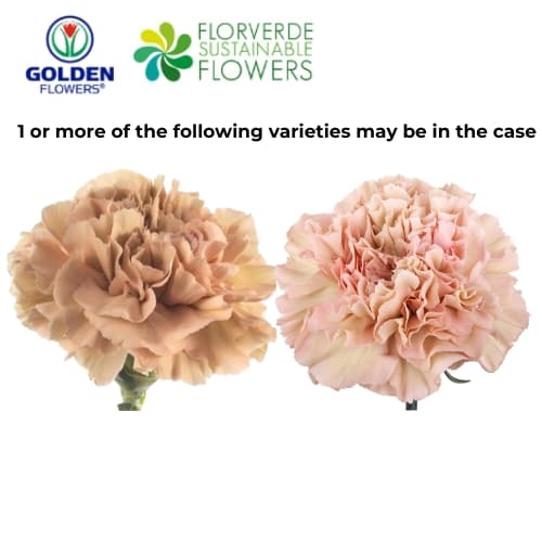 CARNATION EARTH TONE (S2ET) FANCY