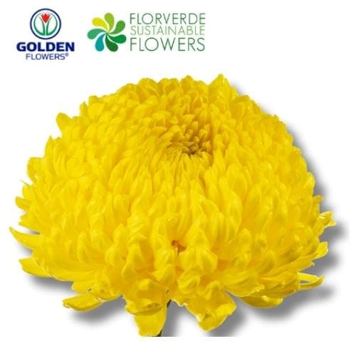 Super Mums (sxyw) Yellow 60cm