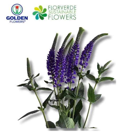 Veronica Spray Veronica (vspu) Purple 60cm