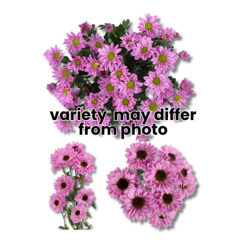 Micropom Daisy (m2lv) Lavender 70cm