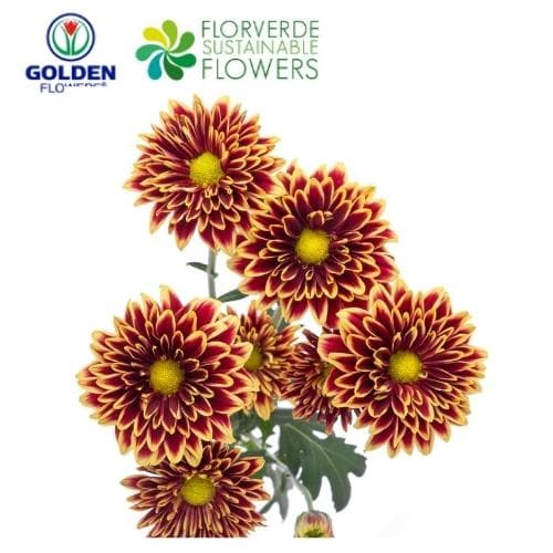 Daisy Amethyst Yellow Bicolor (dab4) Bronze 75cm