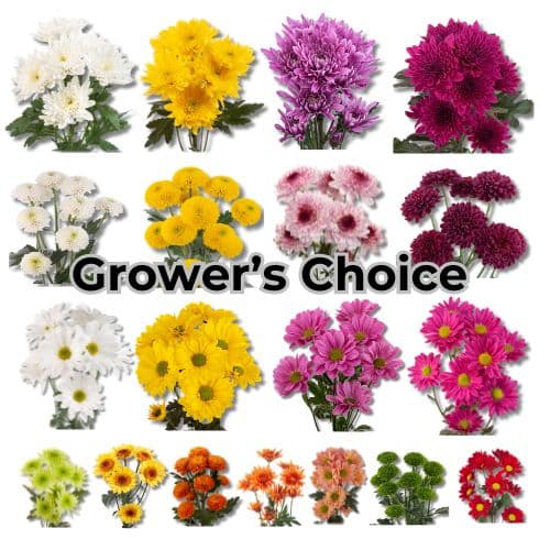 Cushion Daisy Nov Cushion, Daisy, Novelty (cdat) Asst 75 Cm
