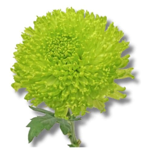 Cremon Fuzzball (crgr) Green Select