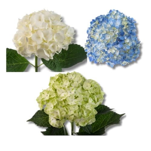 HYDRANGEA ASST BLUE, WHITE, GREEN (H2AT-G011) SELECT