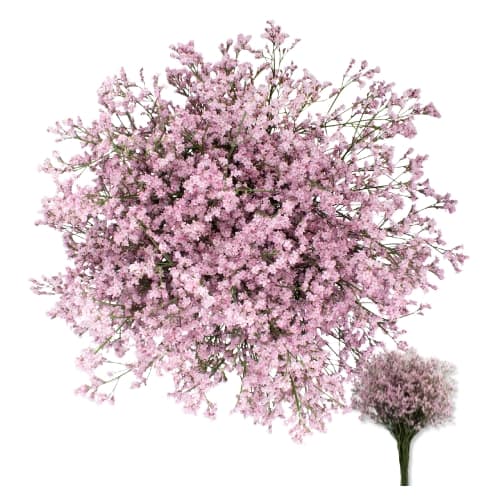 Limonium (lmpk) Pink 80cm
