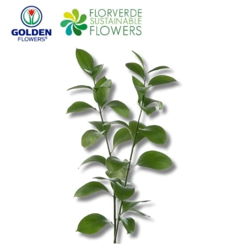 Ruscus (gfrs) Green 60cm