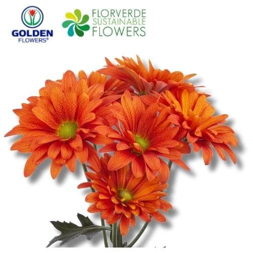 Daisy Atlantis Orange (daq6) Orange 75cm