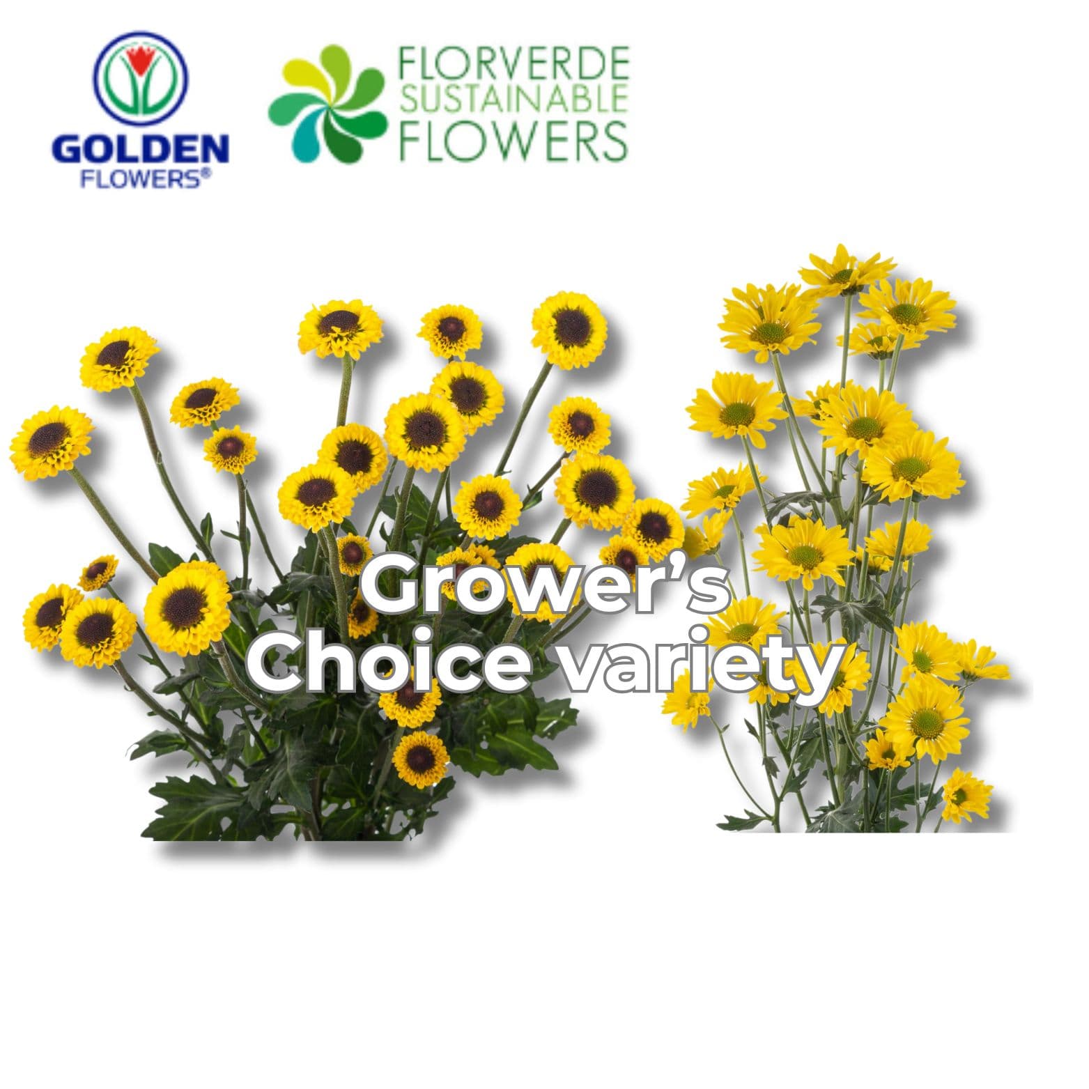 MICROPOM YELLOW Daisy (M2YW) 70CM