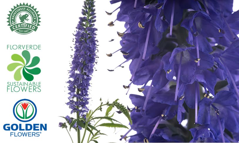 Veronica (vcpu) Purple 65cm