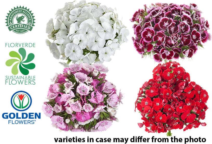 DIANTHUS BALL ASST (DSAT) 65CM
