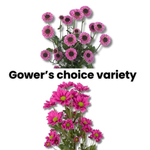 MICROPOM PURPLE Daisy (M2PU) 70CM
