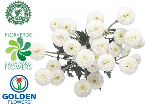 MICROPOM WHITE BUTTON (M3WH) 70CM