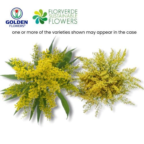ASTER YELLOW SOLIDAGO (SLYW) SELECT
