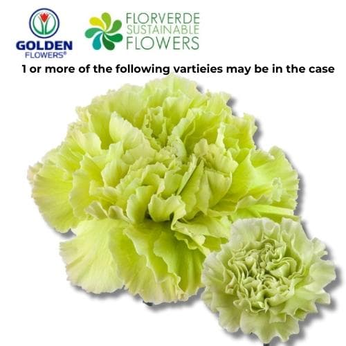 CARNATION GREEN (S1GR) SELECT