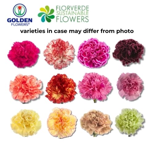 Carnation (s1nc) Novelty Asst Select