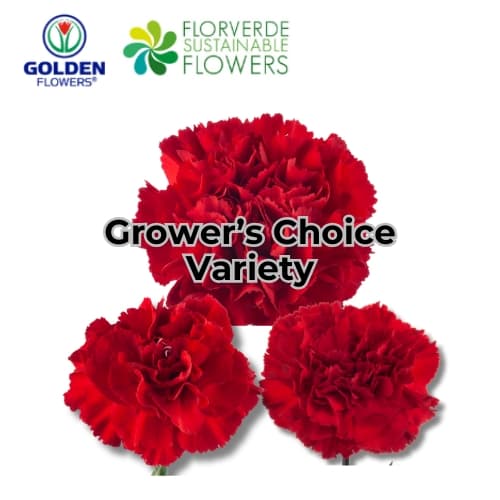 CARNATION RED (S1RD) SELECT