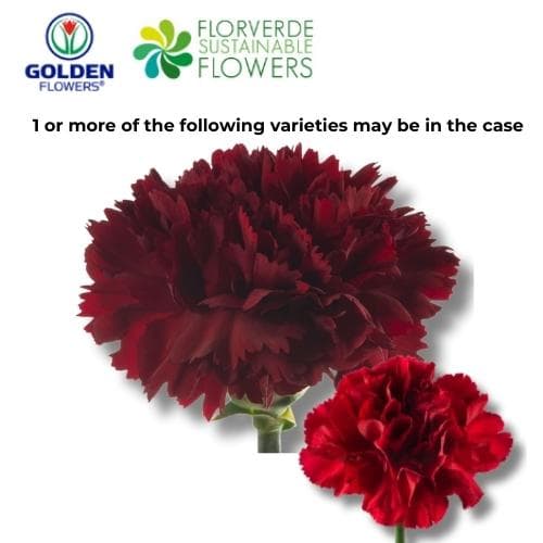 CARNATION BURGUNDY (S2BU) FANCY