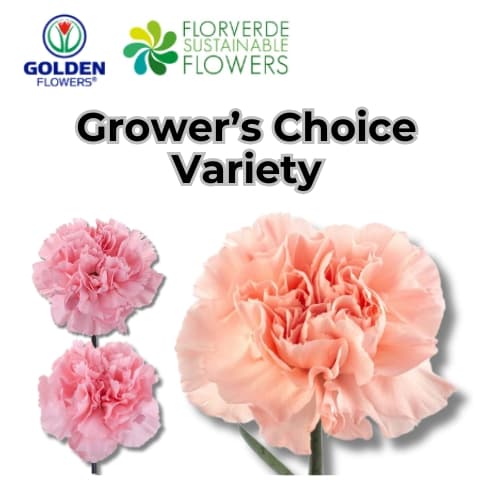 Carnation (s2pk) Pink Fancy