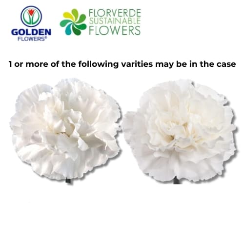 CARNATION WHITE (S2WH) FANCY