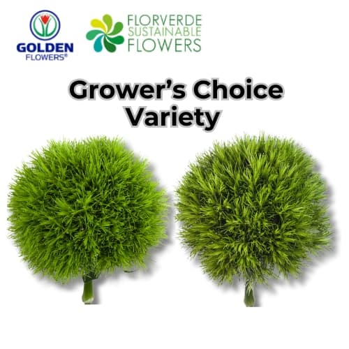 DIANTHUS GREEN GREEN BALL (GBGR) 50CM