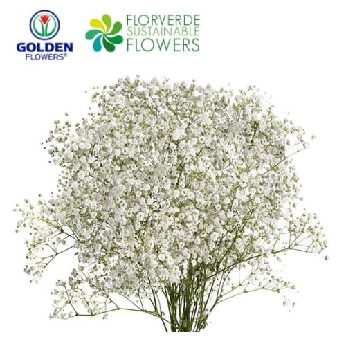 Gyp Xlence (gyex) White 80cm